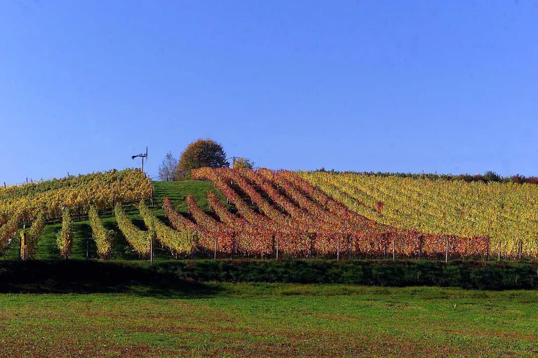 Weinberge und Streuobstwiesen am Rosenberg im Herbst